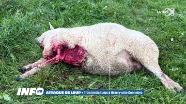Trois moutons tués par des loups dans le Nord vaudois
