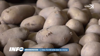 Sécheresse record : les agriculteurs face à des pertes de cent millions de francs