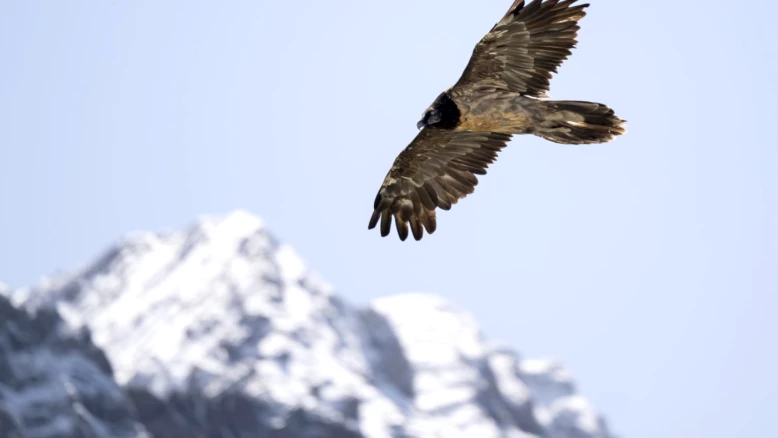 26 jeunes gypaètes barbus se sont envolés en Suisse, nouveau record