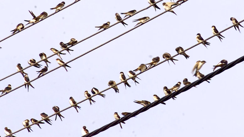 EuroBirdwatch : observer les oiseaux migrateurs en Suisse 4-5 oct