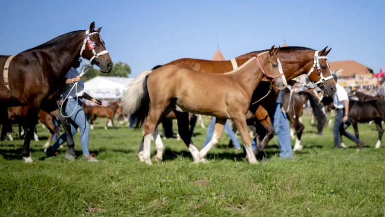 Berne invité d'honneur au Marché-Concours 2026 : crédit de 600'000 fr.