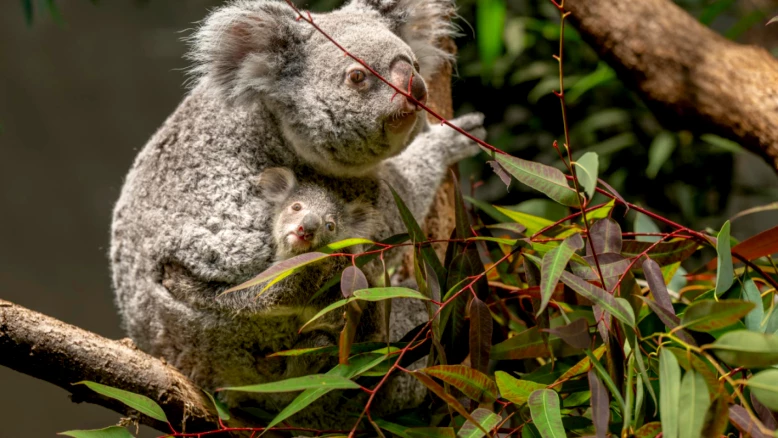 Naissance d'un joey au zoo de Zurich, deuxième depuis 2018