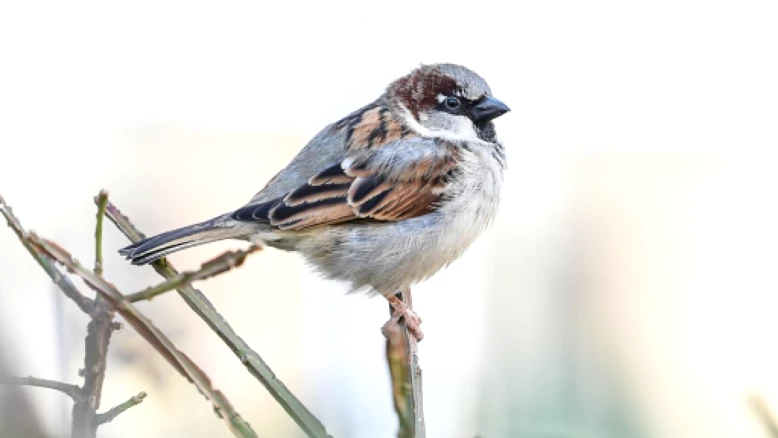 BirdLife : opération « Oiseaux en hiver » 9-11 janvier en Suisse