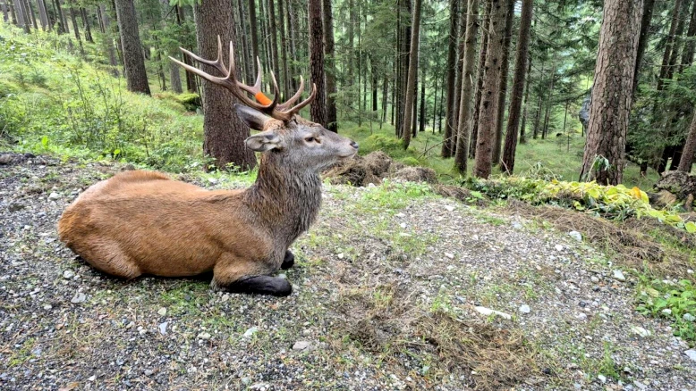 Tribunal fédéral refuse l'effet suspensif aux tirs de cerfs à Genève