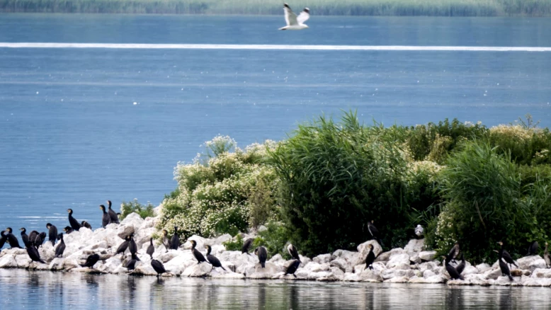 Le canton de Berne renforce la gestion des cormorans pour la pêche