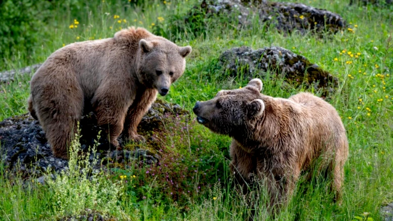 Premiers oursons bruns de Syrie nés au parc animalier de Goldau