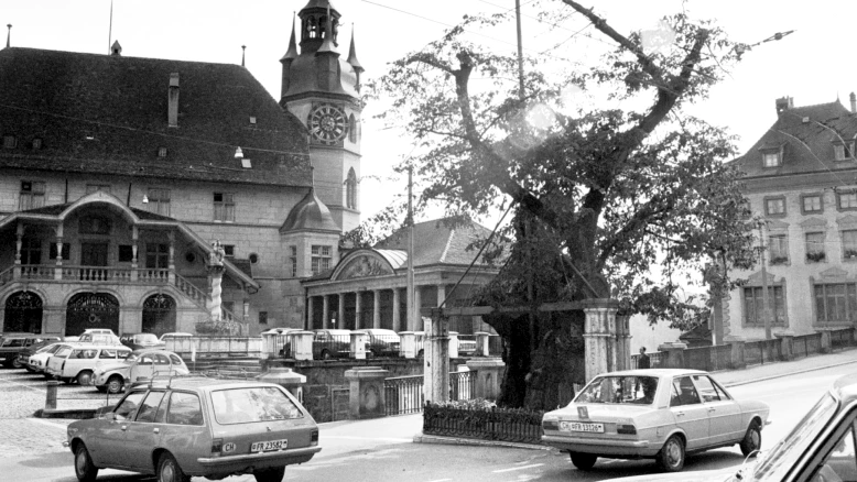 Fribourg replantera la dernière bouture du tilleul de Morat au Bourg