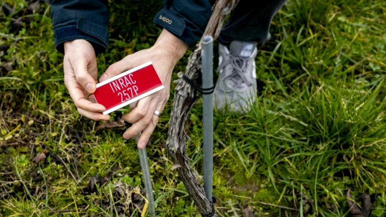 Agroscope homologue sept cépages résistants au mildiou et à l'oïdium