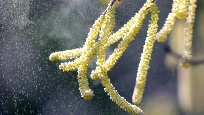 Saison des pollens en Suisse : début imminent, conseils pour allergiques