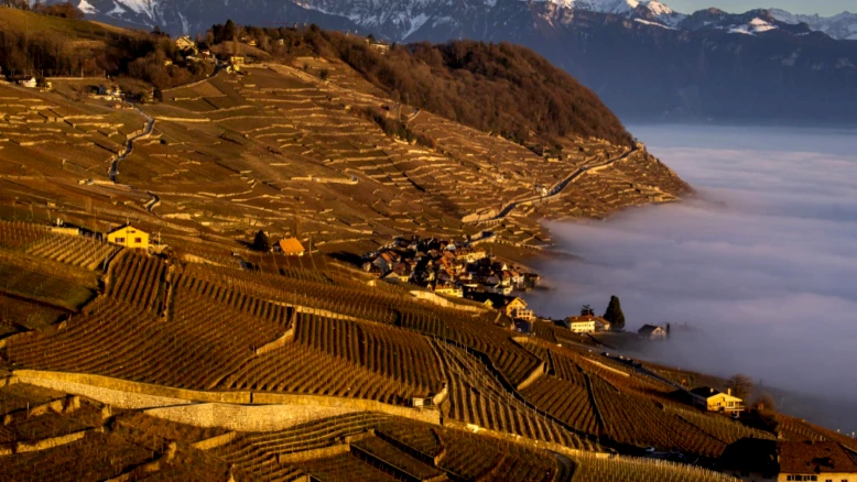 Nouveau plan de gestion pour Lavaux, vignoble en terrasses (UNESCO)