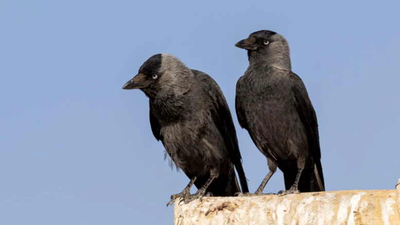 Fribourg : 70 nichoirs à choucas, un succès pour la biodiversité
