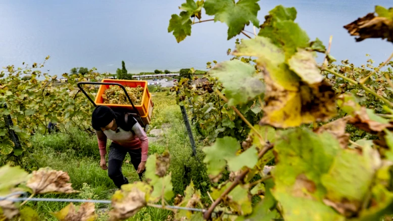 Vaud ouvre un guichet pour l'arrachage de vignes et reconversion