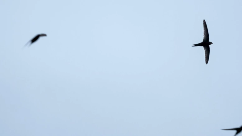 Lausanne recense 327 sites d'hirondelles, martinets et chauves-souris