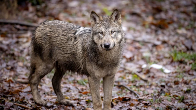 Loups en Valais en 2025 : 81 attaques, 318 victimes en baisse