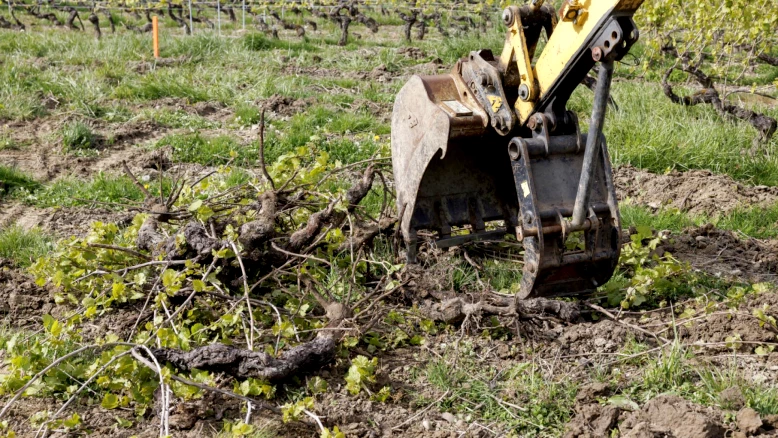 Le canton de Genève cofinance l'arrachage temporaire de 11% des vignes