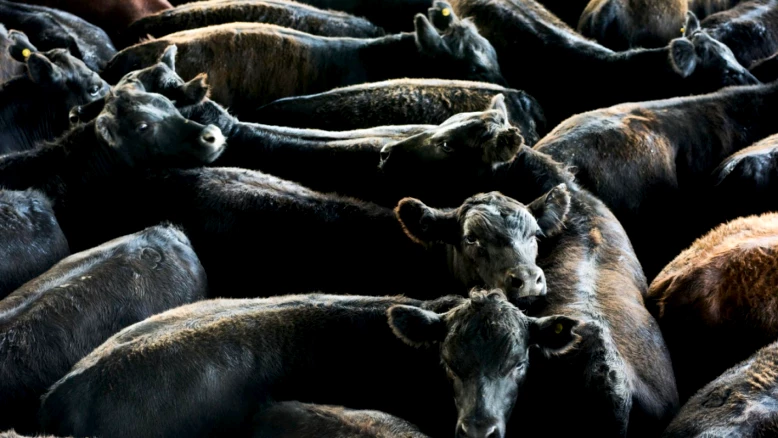Mieux réglementer la viande importée en Suisse