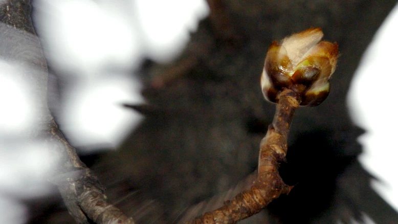 Première feuille du marronnier de la Treille : printemps à Genève