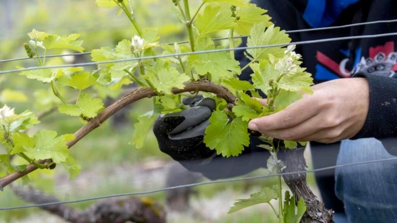 À Sion, des élèves de l'école primaire tailleront leur vigne en cours