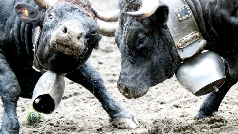 Finale nationale des combats de reines: Tourtemagne vise une arène
