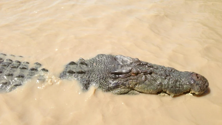 Inondations au nord de l'Australie : crocodiles partout, 1 000 évacués