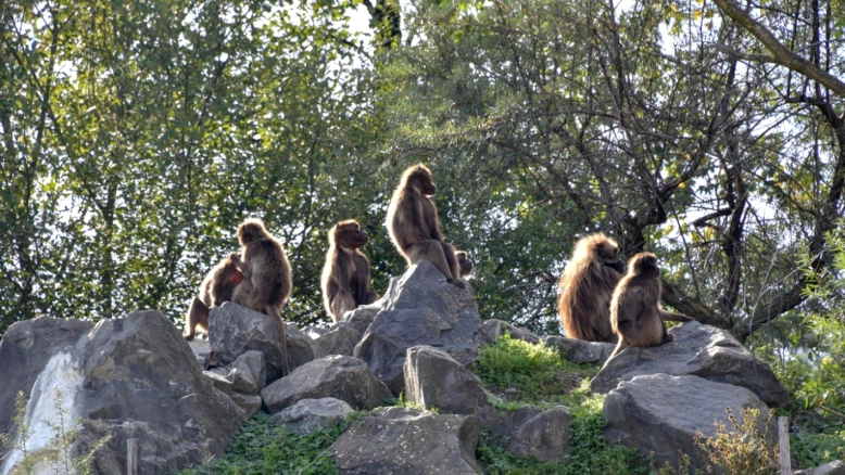 Le zoo de Zurich euthanasie 10 géladas jugés en surnombre