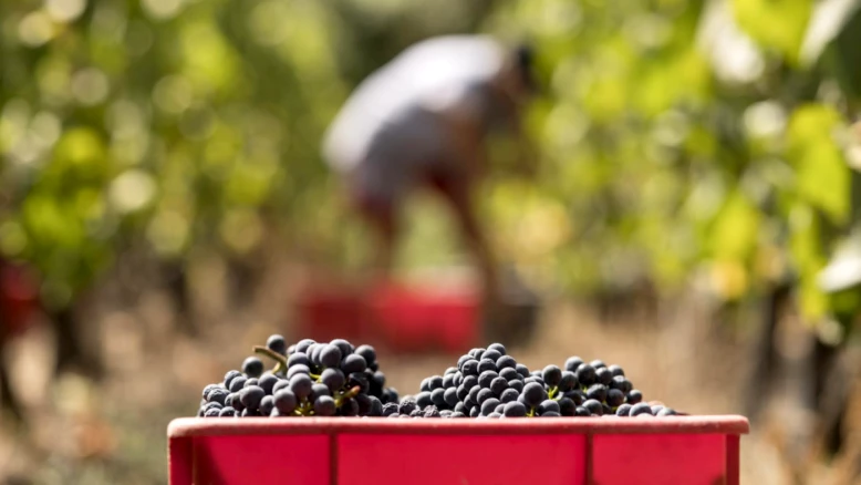 Valais: soutien viticole Valais 200 pour 1000 reconduit, crédit refusé