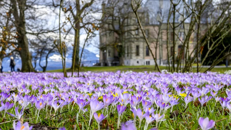 Le printemps en Suisse : floraison de plus en plus précoce