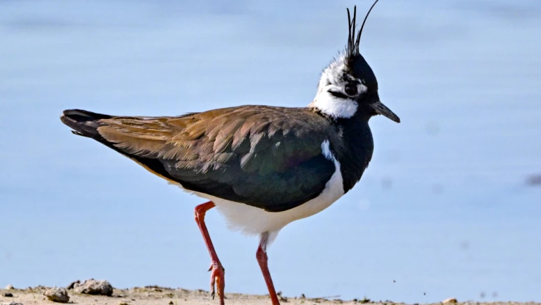 Premier îlot à vanneaux près d'Anet: protection du vanneau huppé