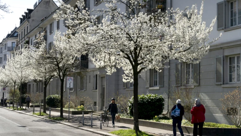 Charte pour des arbres urbains sains à Lausanne et Région Morges