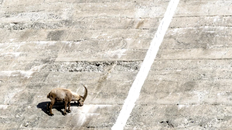 Valais : régulation du bouquetin avec contingent individuel par chasseur