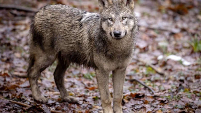 Conseil des États étend le tir du loup au-delà d'un seuil en Suisse