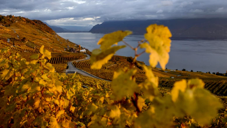 Vaud: moratoire de 3 ans sur les nouvelles plantations de vignes