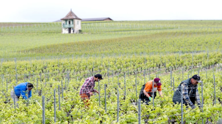 Genève finance l'entretien des vignes : alternative à l'arrachage