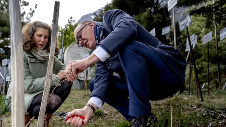 Martin Pfister et Matthias Bellwald taillent la vigne de Farinet