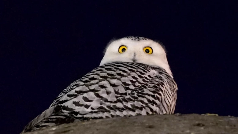 40 espèces migratrices : protection internationale à la COP15