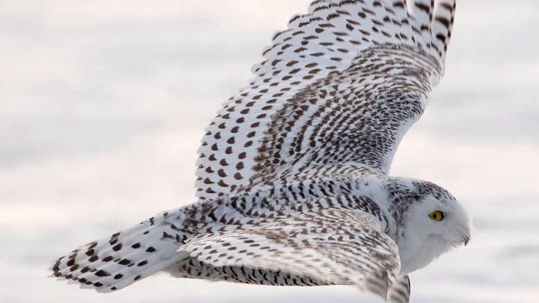 40 espèces migratrices protégées internationalement à la COP15