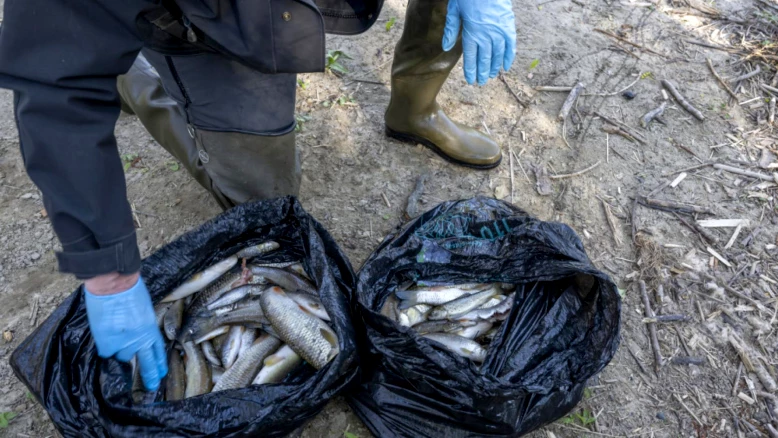 Pollution du ruisseau Lettiswilbach à Heitenried : 200 poissons morts