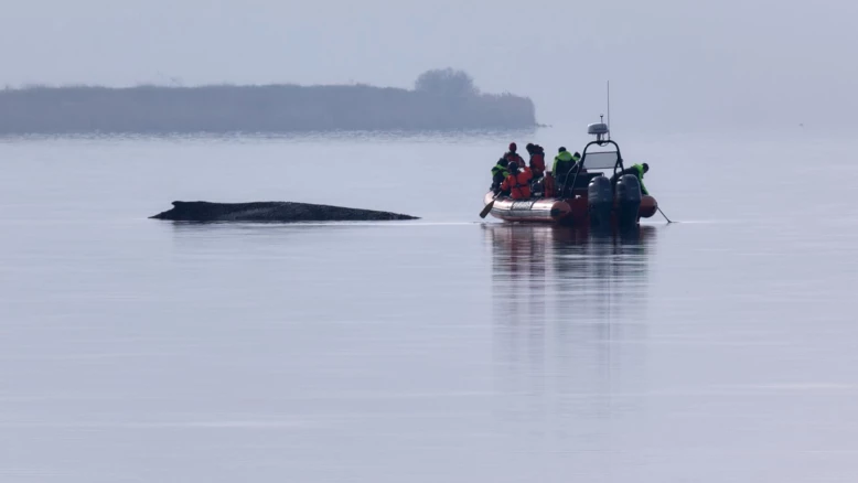 Baleine échouée en mer Baltique : Berlin cesse les sauvetages