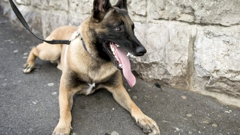 Brésil : saisie record de 48 tonnes de cannabis grâce au chien Hulk