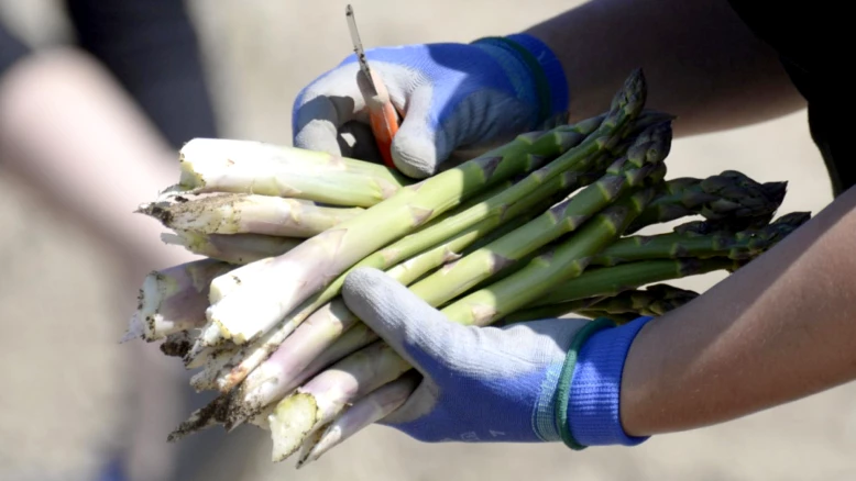 Début de la récolte d'asperges suisses : offre en hausse