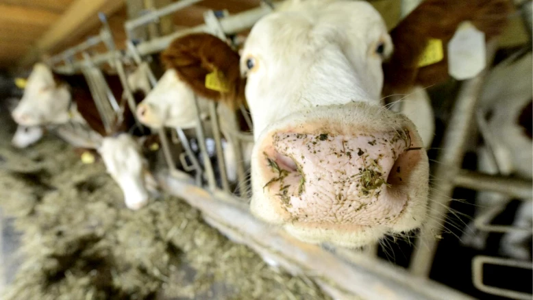 Canton de Fribourg : plan d'actions pour la filière laitière durable