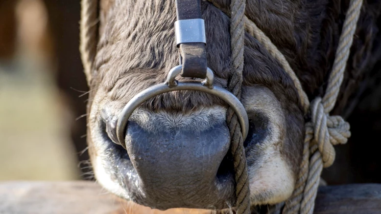 Palézieux-Village (VD) : un ouvrier agricole tué par un taureau