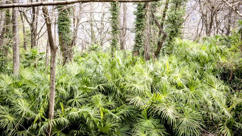 Fribourg : plateforme #àlarrache contre néophytes envahissantes