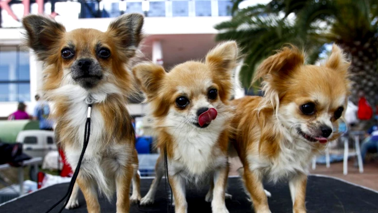 Les 18 chiots de la SPA Valais sauvés en janvier ont été adoptés