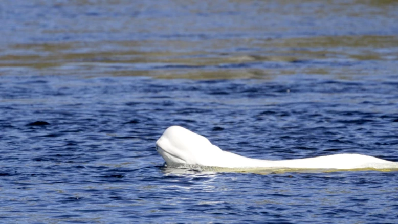 Norvège : béluga repéré dans la rivière Drammen près d'Oslo