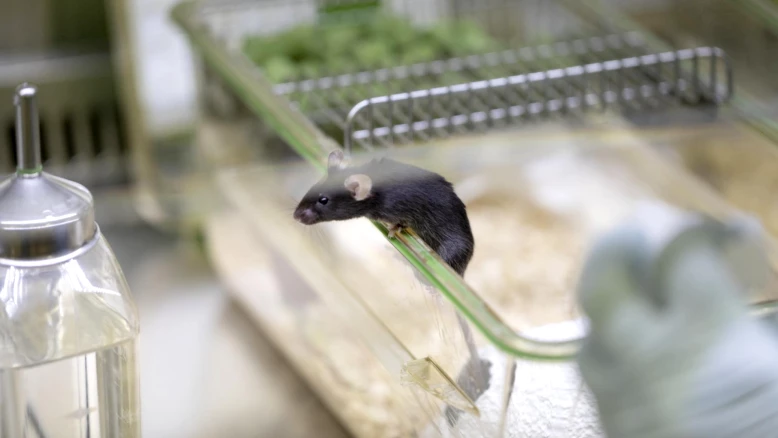 IA Grimace : détecter la douleur chez les souris de laboratoire
