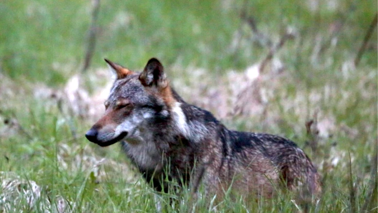 Valais : tir d’un loup ordonné à Visperterminen après sept pertes