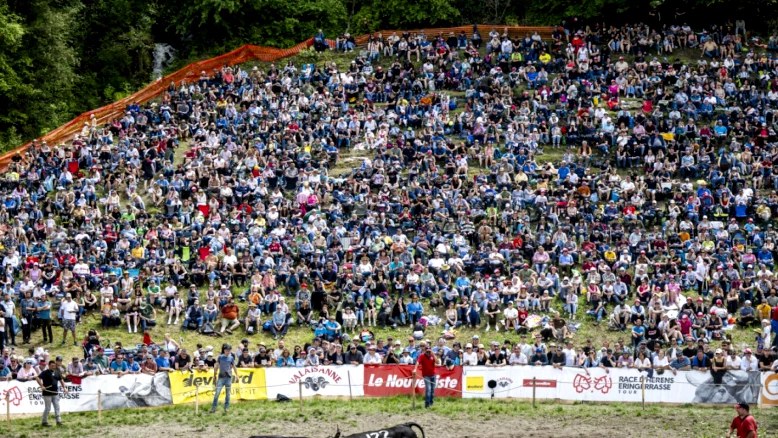 Combats de reines : le Haut-Valais organise la finale nationale à Sion