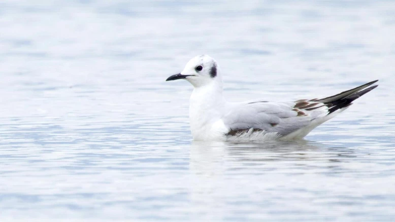 Vaud : mouette de Bonaparte observée pour la première fois en Suisse