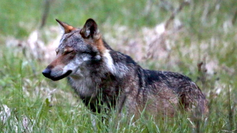 Loup abattu à Staldenried (Valais) après 7 animaux de rente tués
